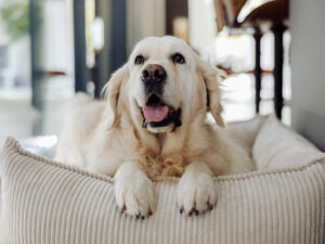 Hundebetten