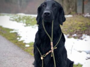 Retriever / Moxonleinen